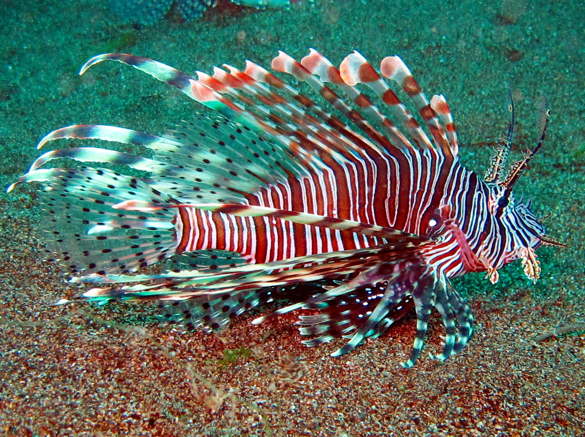 Red Lionfish